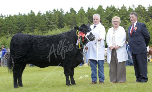 Champion Aberdeen Angus bred by Liz & John Henderson, exhibited by Liam  Devine with Judge James Floey, Sligo